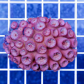Tube Coral, Pink