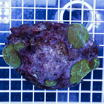 Actinodiscus Mushrooms