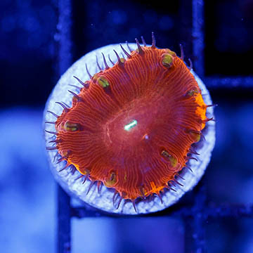 USA Cultured Blastomussa Coral