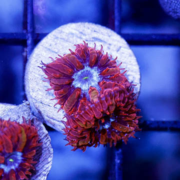 USA Cultured Blastomussa Merletti Coral