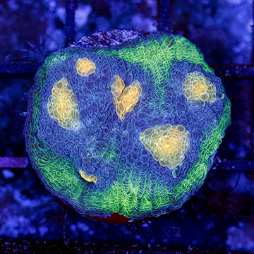 USA Cultured Ultra Chalice Coral