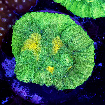 USA Cultured Chalice Coral