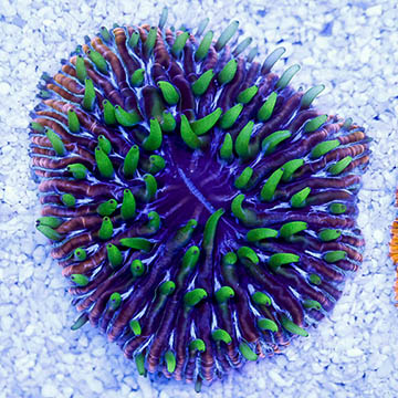 Short Tentacle Plate Coral