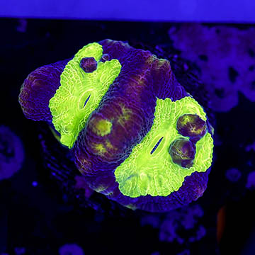 USA Cultured Goniastrea Coral