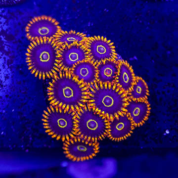 USA Cultured Zoanthus Coral