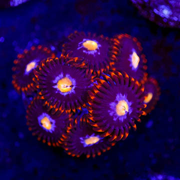 USA Cultured Zoanthus Coral