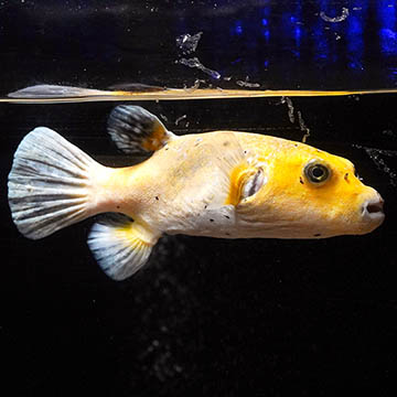 Arothron Golden Puffer