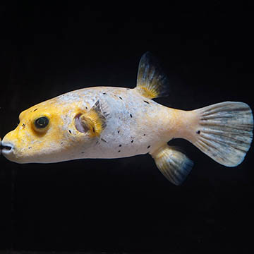 Arothron Golden Puffer