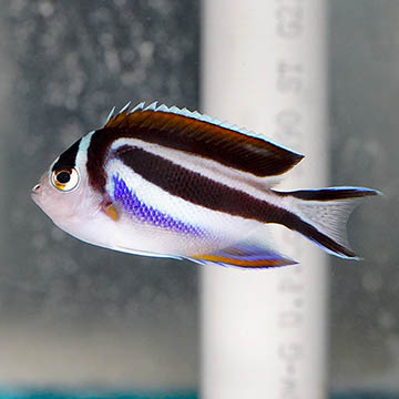 Bellus Angelfish