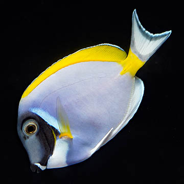 Powder Blue Tang, 3.75