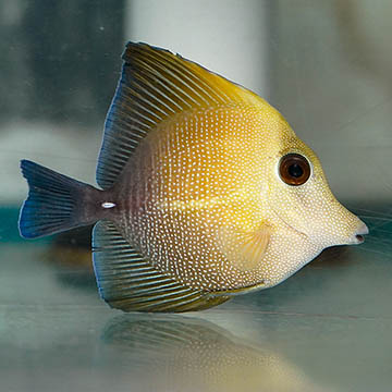 Scopas Tang, 2.5