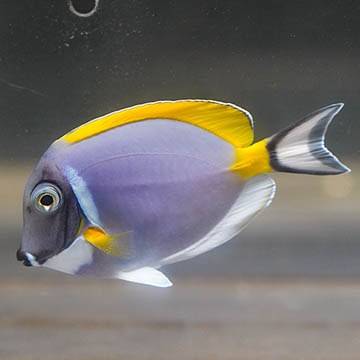 Powder Blue Tang, 3.25