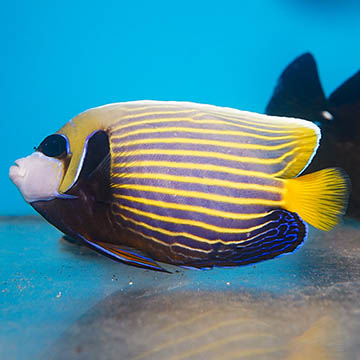 Emperor Angelfish, 6 - Adult
