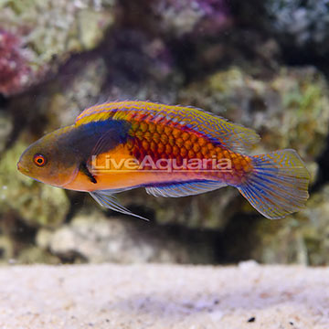 Yellow-Flanked Fairy Wrasse Terminal Phase Male