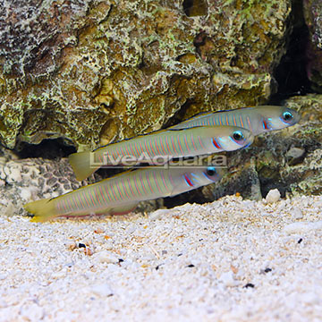 Zebra Barred Dartfish (Trio)