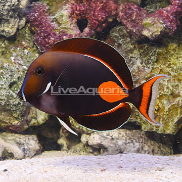 Achilles Tang Adult EXPERT ONLY