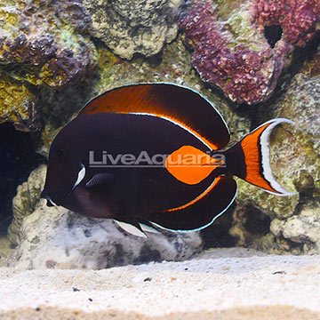 Achilles Tang Adult EXPERT ONLY