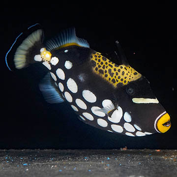 Clown Triggerfish, 6