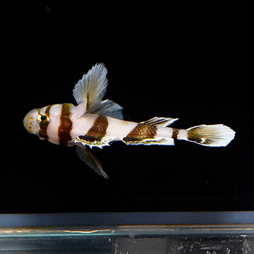 Black Barred Convict Goby, 1.5