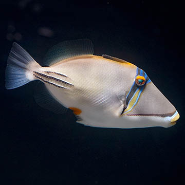 Red Sea Assasi Triggerfish, 6.25