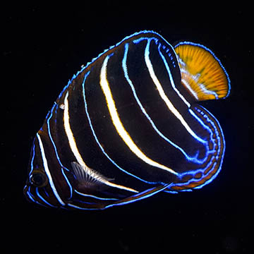 Chrysurus Angelfish, 3.25