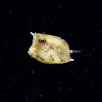 Longhorn Cowfish, .75 EXPERT ONLY