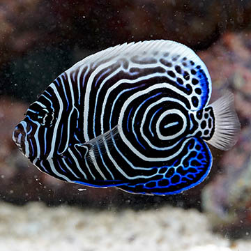 Emperor Angelfish, 4 - Juvenile