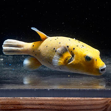 Arothron Golden Puffer, 8