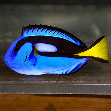 Blue Tang, 4