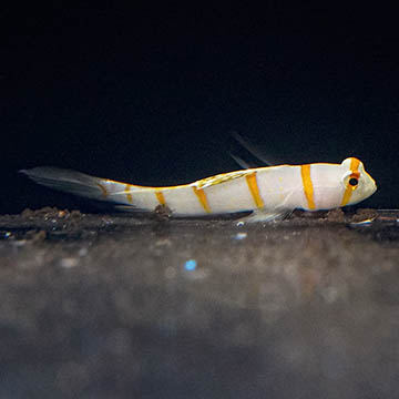 Randall's Prawn Goby, 2.5