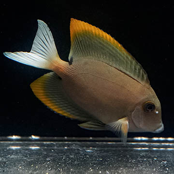 Bristletooth Tomini Tang, 3.25