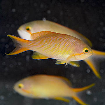 Hutchii Anthias, 2.5