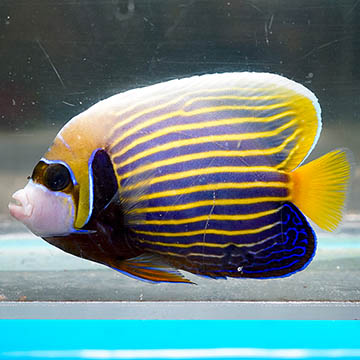 Emperor Angelfish - Adult, 4.75
