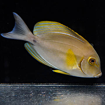 Yellowfin Tang, 4.5 
