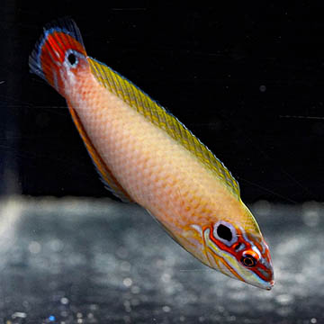 Earmuff Wrasse, 3.75