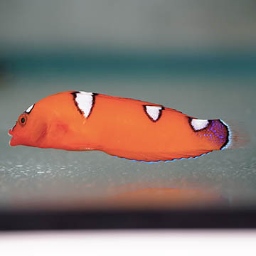 Red Coris Wrasse, 2.5