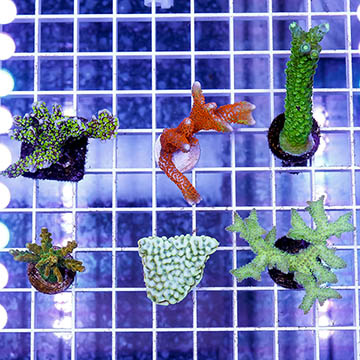 USA Cultured Ultra Assorted SPS Coral 6 Pack