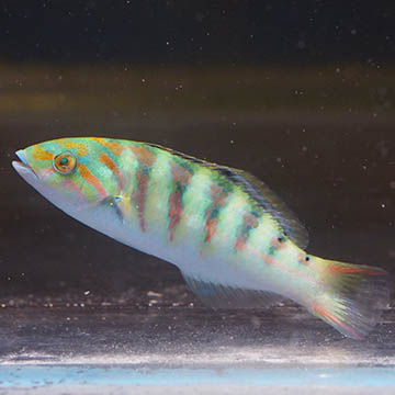 Hardwicke Wrasse, 3.5