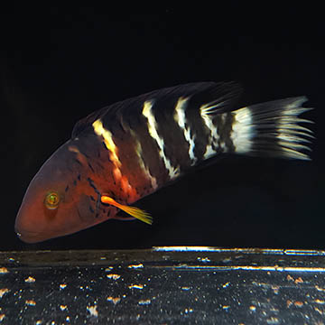 Red Breast Wrasse, 9.25