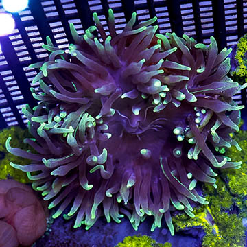 Long Tentacle Anemone Purple