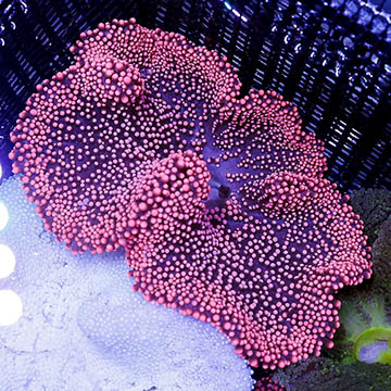 Haddon's Carpet Anemone, Red