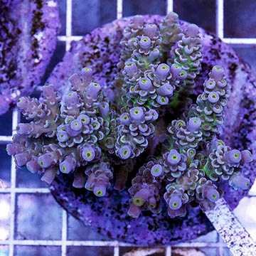 Acropora Coral Indonesia