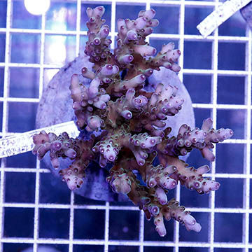 Acropora Coral Indonesia