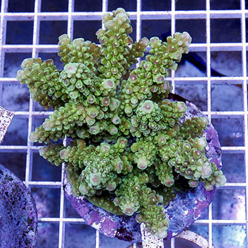 Acropora Coral Indonesia