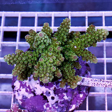 Acropora Coral Indonesia