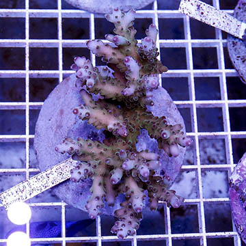 Acropora Coral Indonesia