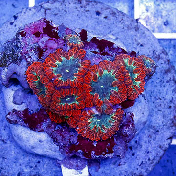 Blastomussa Coral Indonesia