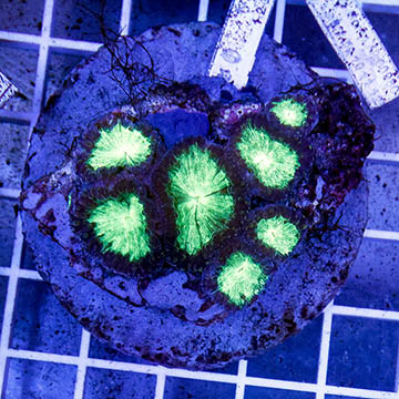 Blastomussa Coral Indonesia