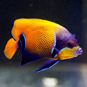 Majestic Angelfish, 3.75