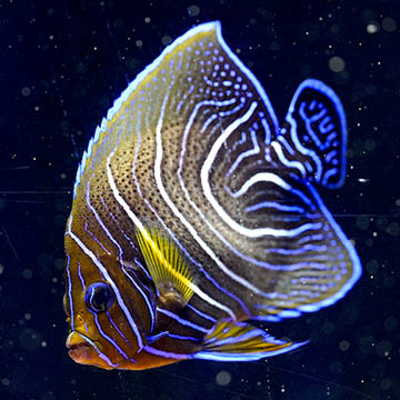 Koran Angelfish Changing, 5.25
